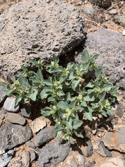 Acleisanthes nevadensis