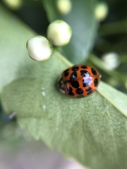 Harmonia axyridis