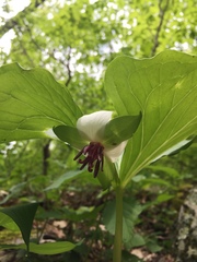 Trillium rugelii