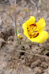 Calochortus aureus