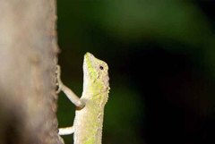 Diploderma polygonatum