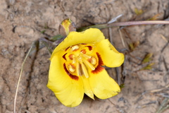 Calochortus aureus