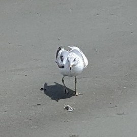 Ring-billed Gull photographed in Georgia