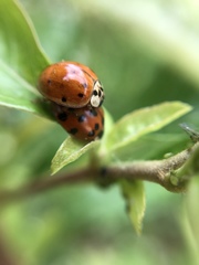 Harmonia axyridis