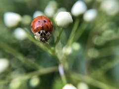 Harmonia axyridis