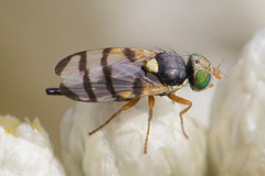 Urophora