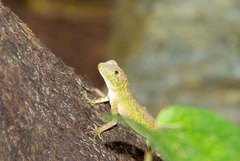 Diploderma polygonatum