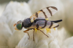 Urophora