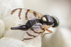 Urophora