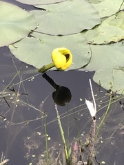 Nuphar variegata