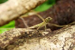 Diploderma polygonatum