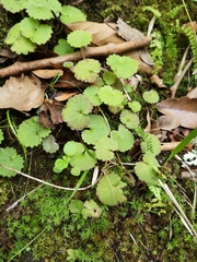 Sibthorpia peregrina