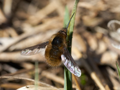 Bombylius major