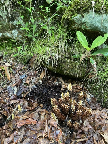 Southern Blue-ridge Sedge (Carex austrolucorum)