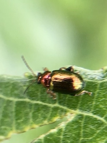 Willow Flea-beetle, Diemerbos, Diemen, North Holland, NL, photo 8 of 10