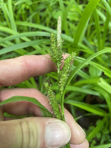 eastern rough sedge (Carex scabrata)
