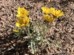 Tetraneuris argentea