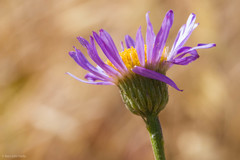 Erigeron foliosus