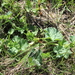 Alchemilla propinqua - Photo (c) Юлия Медведько, some rights reserved (CC BY), uploaded by Юлия Медведько