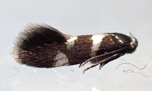 Antispila isabella photo 2