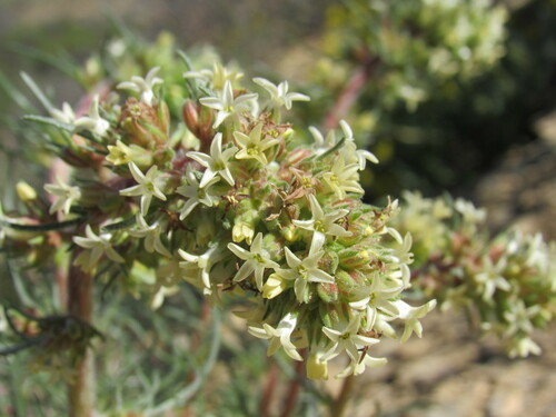 Image of Ipomopsis spicata by (c) Anders Hastings, some rights reserved (CC BY)