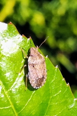Sciocoris sideritidis