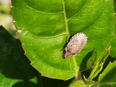 Sciocoris sideritidis
