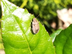 Sciocoris sideritidis