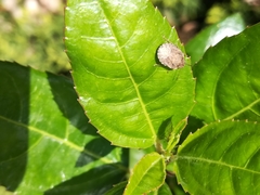 Sciocoris sideritidis