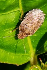 Sciocoris sideritidis
