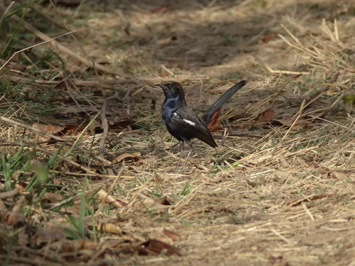 Indian Robin