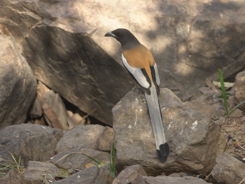 Rufous Treepie