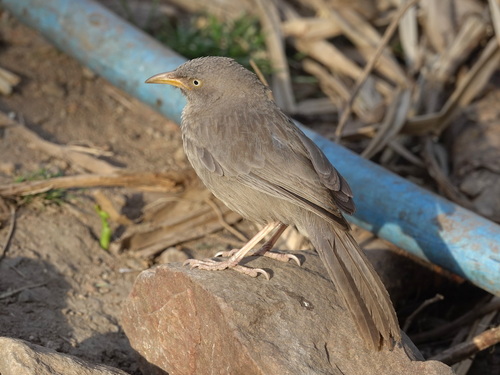 Jungle Babbler