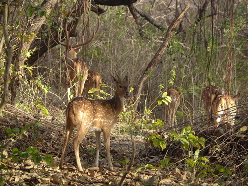 Indian Spotted Deer