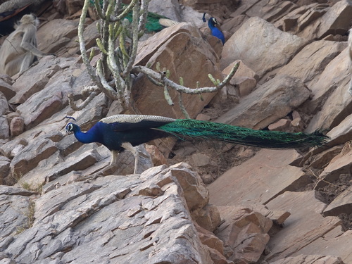 Indian Peafowl