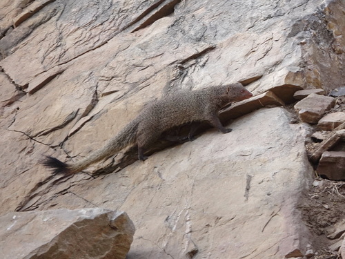 Indian Ruddy Mongoose