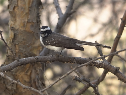 White-browed Fantail