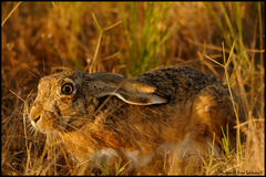 Lepus granatensis