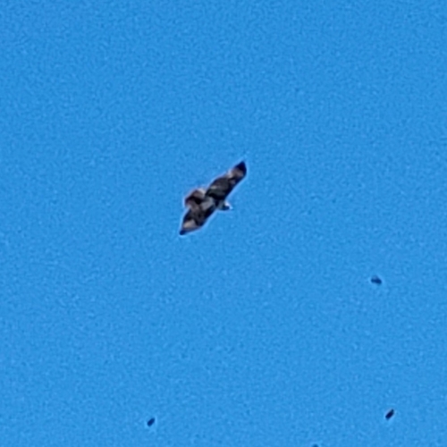 Red-tailed Hawk