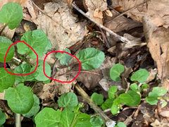 Cardamine rotundifolia