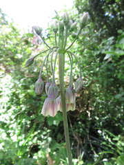 Allium siculum