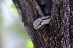 Southwestern Night Snake photo 3