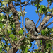 Madagascar Sparrowhawk - Photo (c) Nigel Voaden, some rights reserved (CC BY)