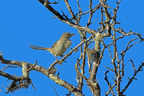 Subdesert Brush-Warbler