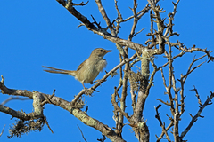 Subdesert Brush-Warbler photo 3