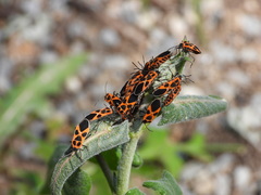 Tropidothorax sinensis