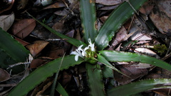 Cryptanthus coriaceus
