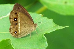 Mycalesis madjicosa
