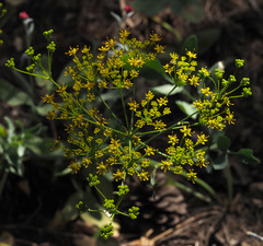 Heptaptera anisoptera
