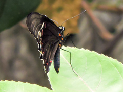 Battus polydamas polydamas